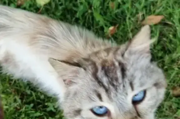 Chat mâle crème/tigré trouvé à Ste-Aulde - photo