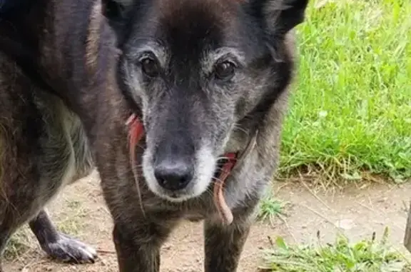 Chien perdu , photo : Fidji, Malinois âgée perdue