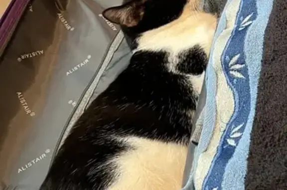 Chat disparu Garçon, Flamanville (fl514030) - photo
