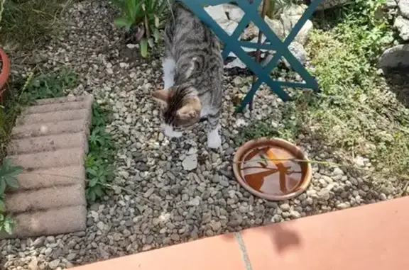 Chat trouvé Garçon, Lavardac (ff514032) - photo