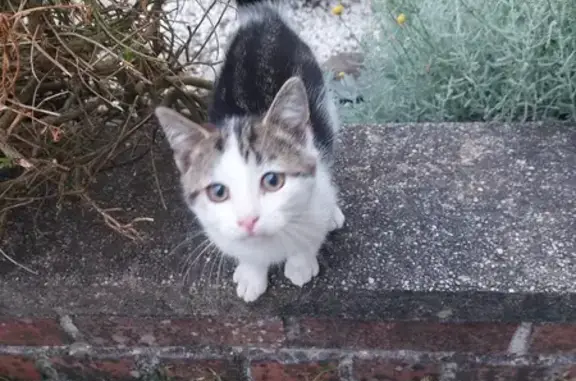 Chat trouvé, Houdain (ff514036) - photo