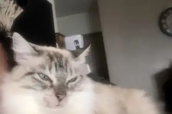 Animaux perdus , photo: Chat disparu Fille (fl514037)