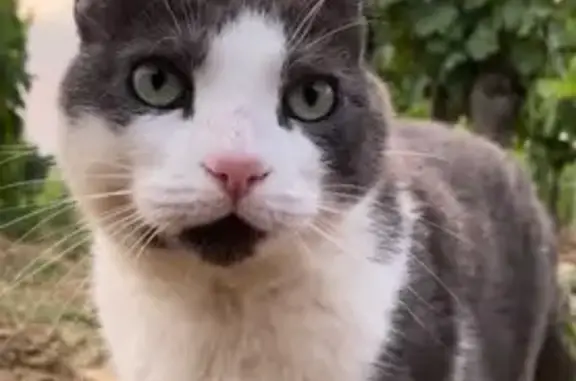 Chat perdu, Laizé, photo: Chat disparu Fille, Laizé (fl514039)