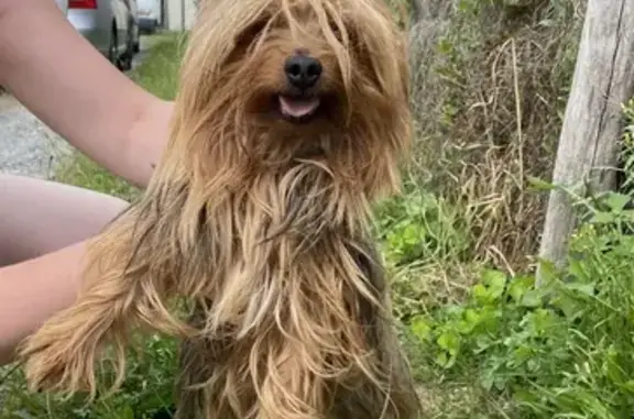Chien trouvé Garçon, Cambes (ff514041) - photo