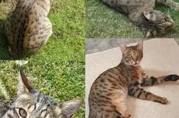 Missing cat, Woodlesford