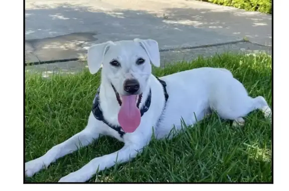 Missing dog, Santa Rosa