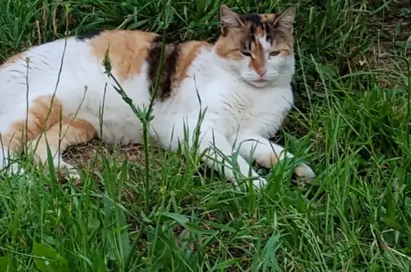 Lost Cat Alert: White & Striped Calico - Call Now!