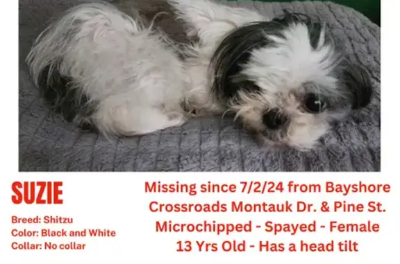 Missing dog, Bay Shore