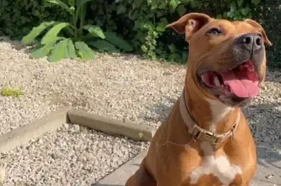 Animaux perdus Montreuil, photo: Chien disparu Fille, Montreuil (fl514050)