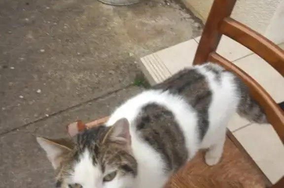Chat perdu, , photo: Chat mâle perdu à Buxières