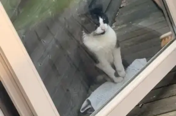 Animaux trouvés Bazas, photo: Chat maigre et câlin trouvé