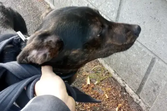 Chien trouvé Melun, photo: Chiot perdu avec collier récupéré