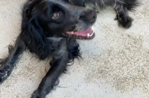 Chien setter trouvé à Cervione - photo