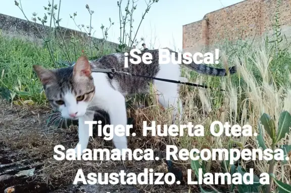 Gato Gris y Blanco Perdido en Salamanca