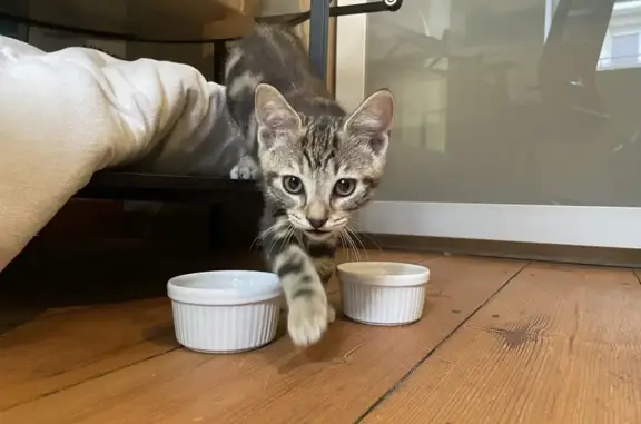 Chaton tigré trouvé à Lomme - photo