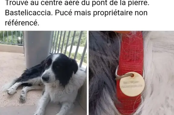 Chien perdu à Ocana retrouvé - photo