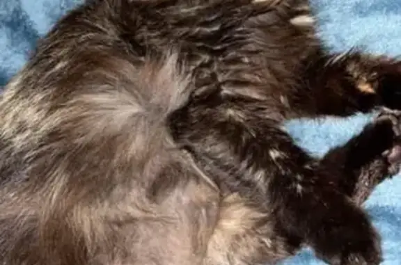 Animaux perdus Lons-le-Saunier, photo: Chat perdu avenue Abbé Lemire