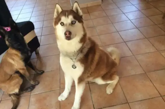 Animaux perdus Quintenas, photo: Husky Loky perdu à Quintenas