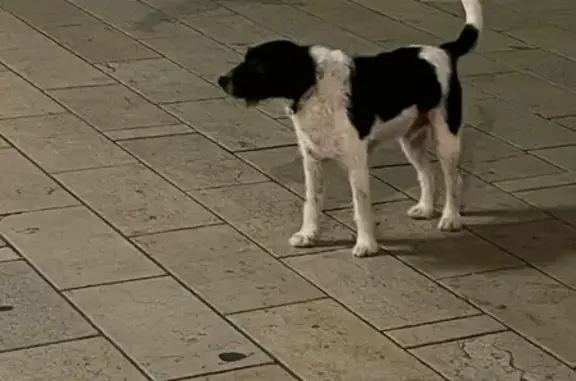 Chien noir et blanc perdu à Lyon - photo