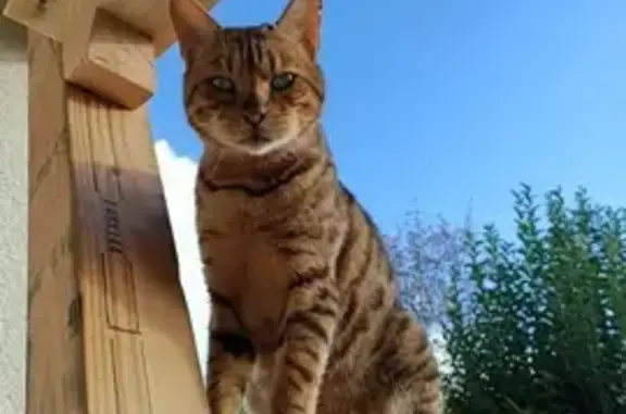 Chat perdu, Toulouse, photo: Chat Bengal Yoda perdu à Toulouse