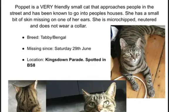 Help Find Poppet: Lost Tabby/Bengal Cat!