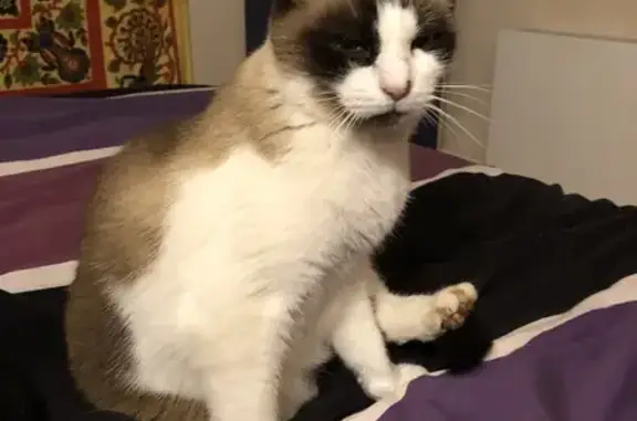Chat perdu, Firmi, photo: Chat Snowshoe tricolore perdu