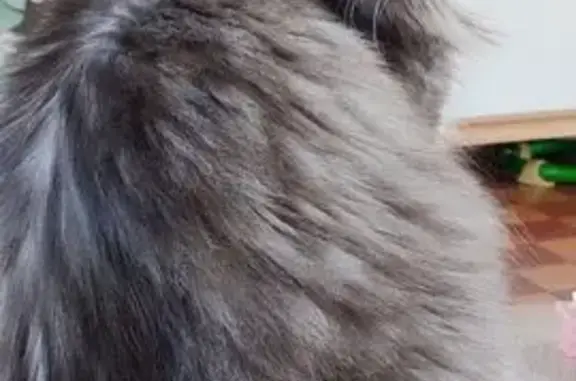Chat perdu, Le Mans, photo: Chat Quimy angora gris perdu au Mans