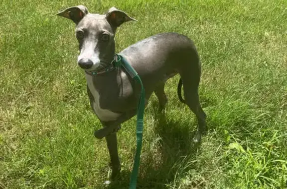 Lost Greyhound Alert: Grey & White, 13lbs! Call Now!