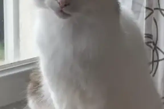 Chat Titi blanc/tigré perdu à Sully - photo