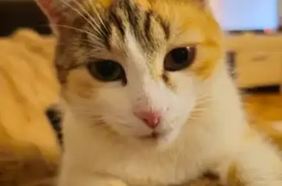 Chat perdu, Dieppe, photo: Chat Perdu à Neuville-Dieppe