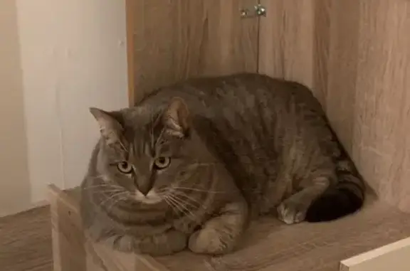 Chat perdu, Bénouville, photo: Chatte croisée perdue à Bénouville