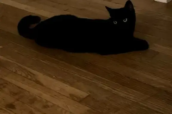 Lost Playful Black Cat in West Warwick, RI!