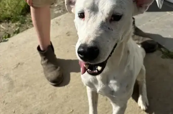 Chien perdu à Blangy retrouvé - photo