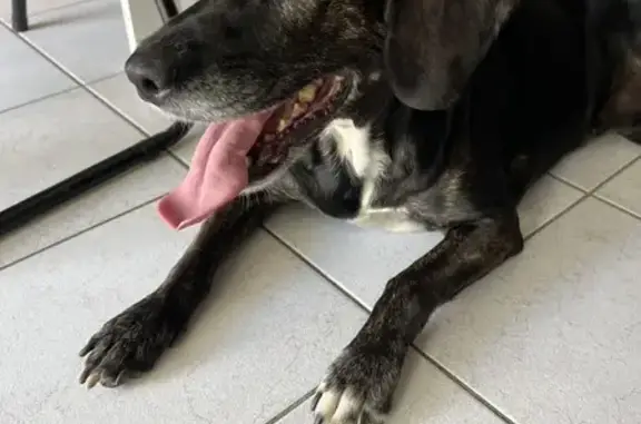 Oléa, chienne pucée, perdue - photo