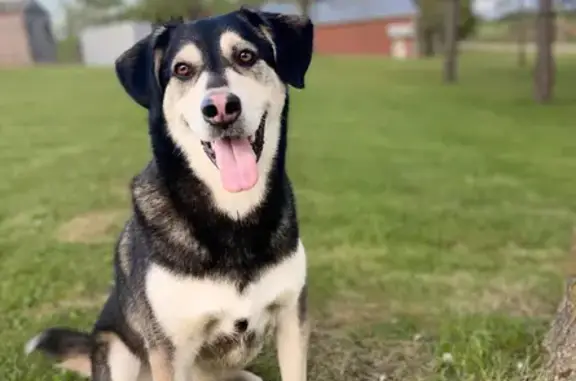 Lost Dog Near Zumbrota - Help Find Him!