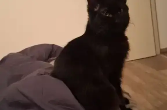 Animaux perdus , photo: Chat Noir Perdu - Marignac-Lasclares