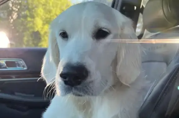 Lost Puppy Alert: Cream Golden Retriever!