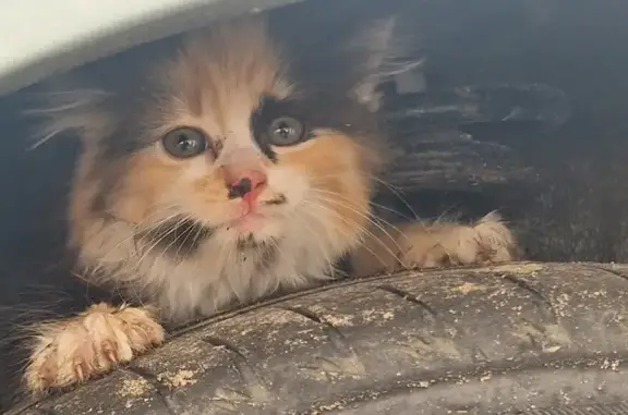 Chat trouvé à Laneuveville - photo