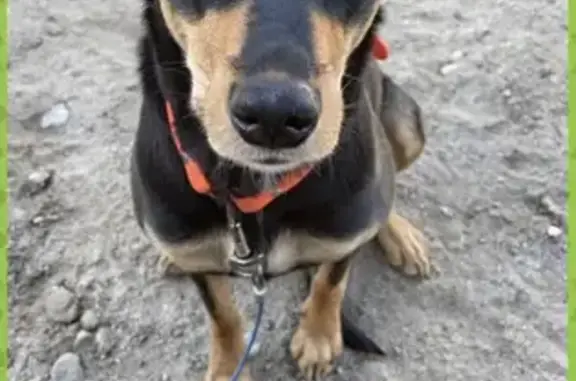 Lost Kelpie Kita: Black & Tan, Friendly!