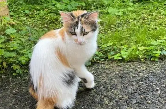 Chatte errante rue Angellier - photo