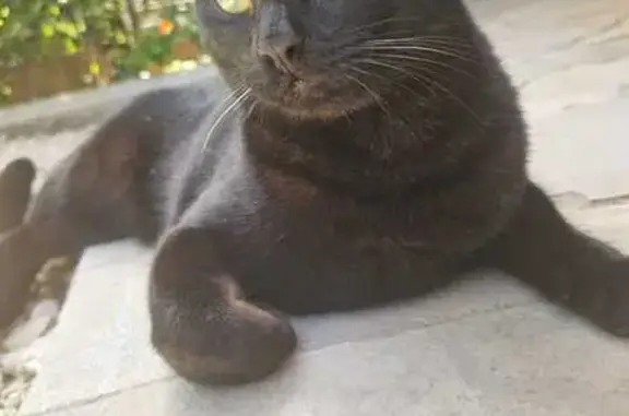 Chat noir tatoué perdu à Saint-Estève - photo