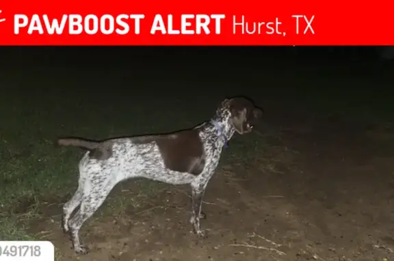 Lost Sweet Liver Spotted Dog - Hurst, TX!