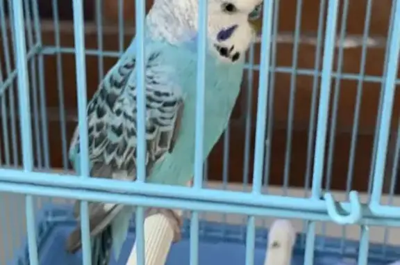 Lost Blue Budgie in Concord - Help Find!