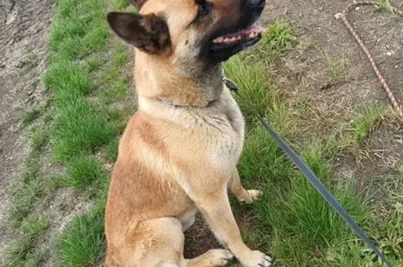Chien perdu Ormes, photo : Chien Berger 5 ans perdu à Ormes