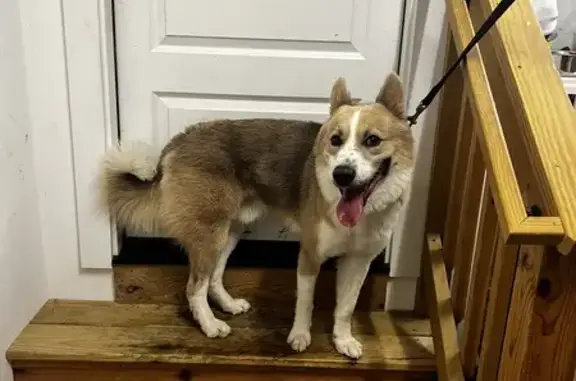 Found: Sweet Husky Mix on Prince James Dr!