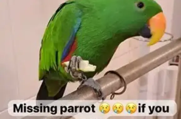 Lost Green Parrot in Hougang - Help Find Him!