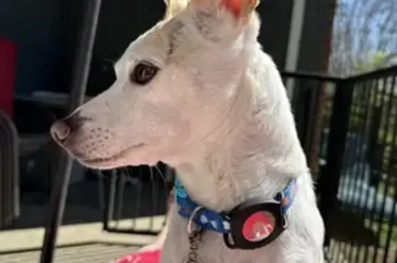 Lost White Jack Russell - Big Ears & Blue Collar