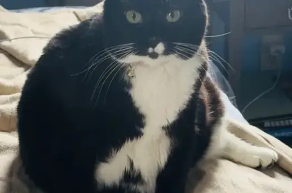 Lost Fat Tuxedo Cat - Help Find Scooter!