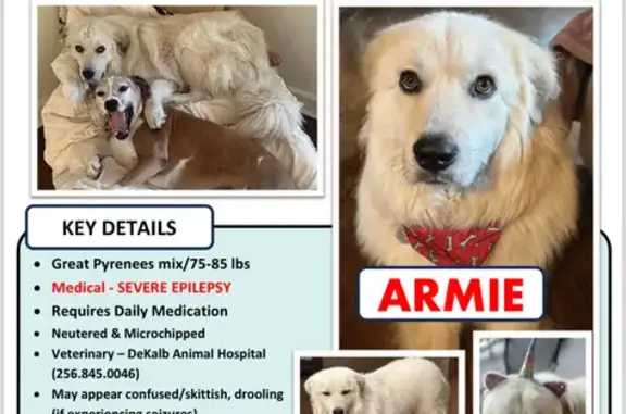 Lost Epileptic Dog in Mentone - Help Find Armie!
