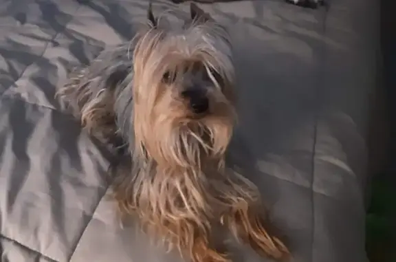 ¡Ayuda! Yorkshire Terrier Perdido en Órbigo